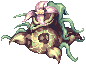 Jungle Madragora