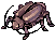 Thief Bug Male